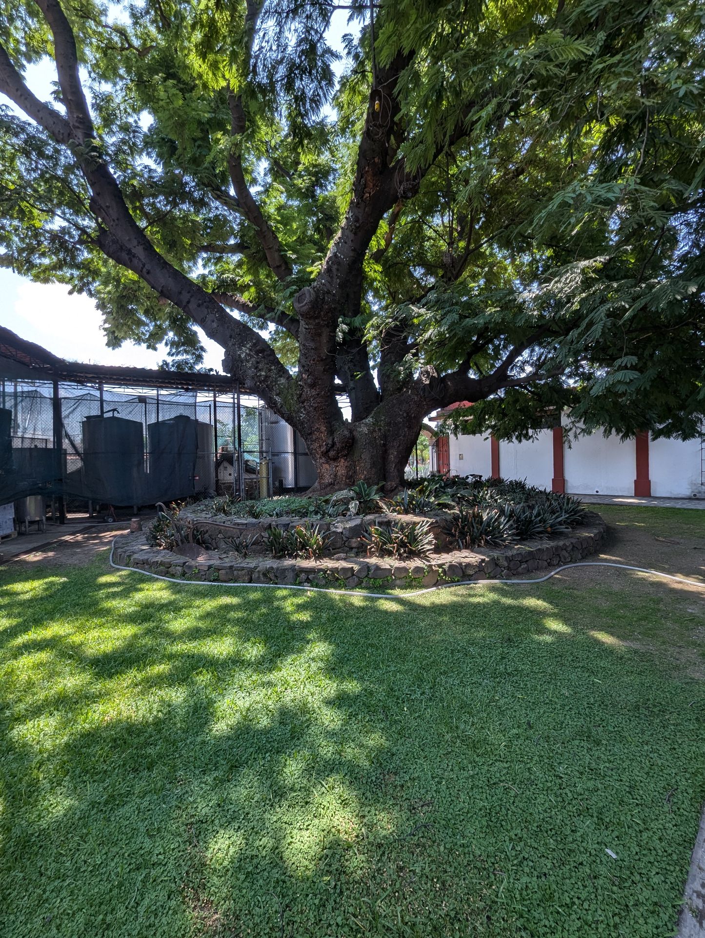 Courtyard tree and stone planter at Fortaleza