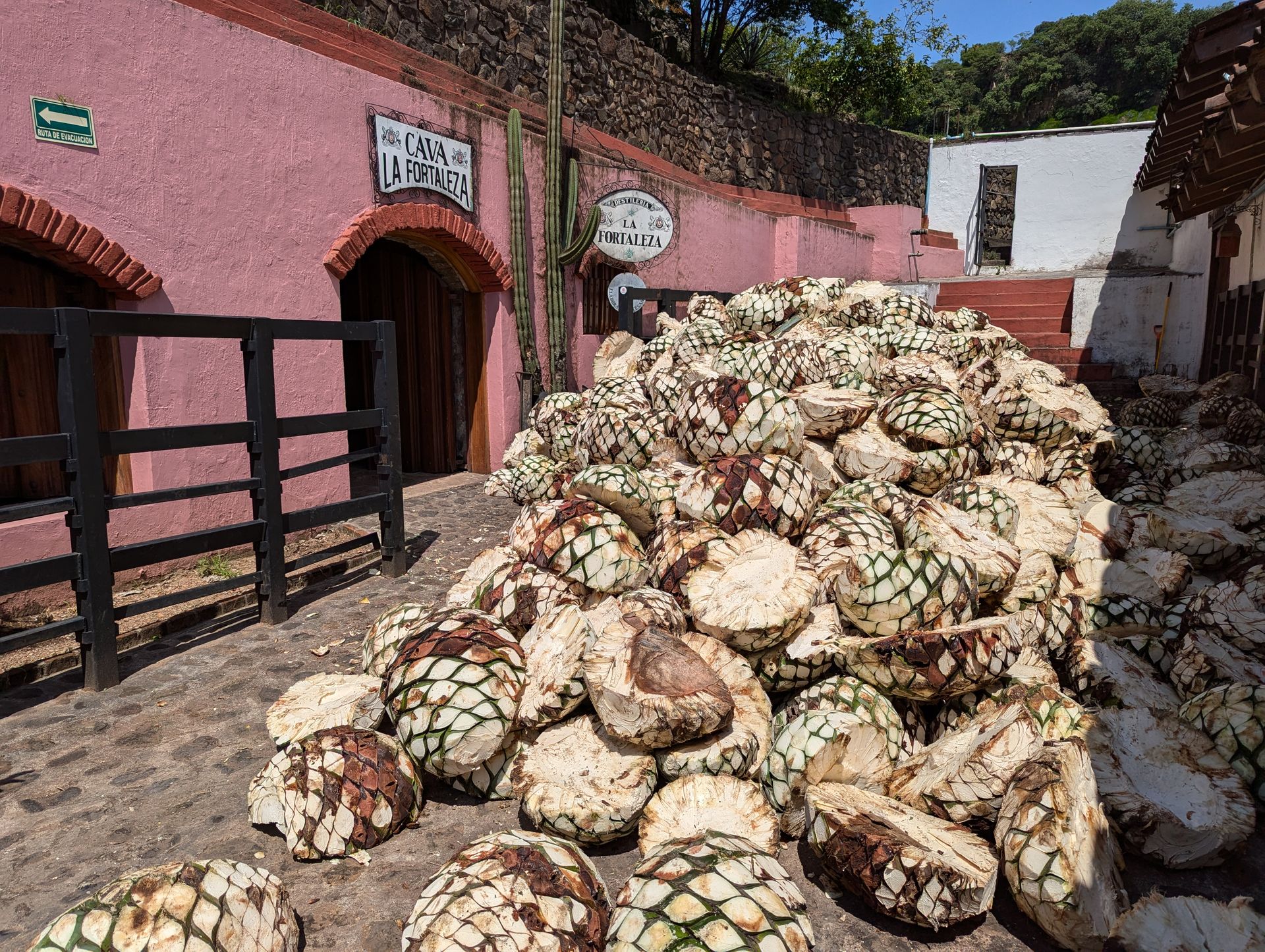 Harvested agave piñas in a courtyard