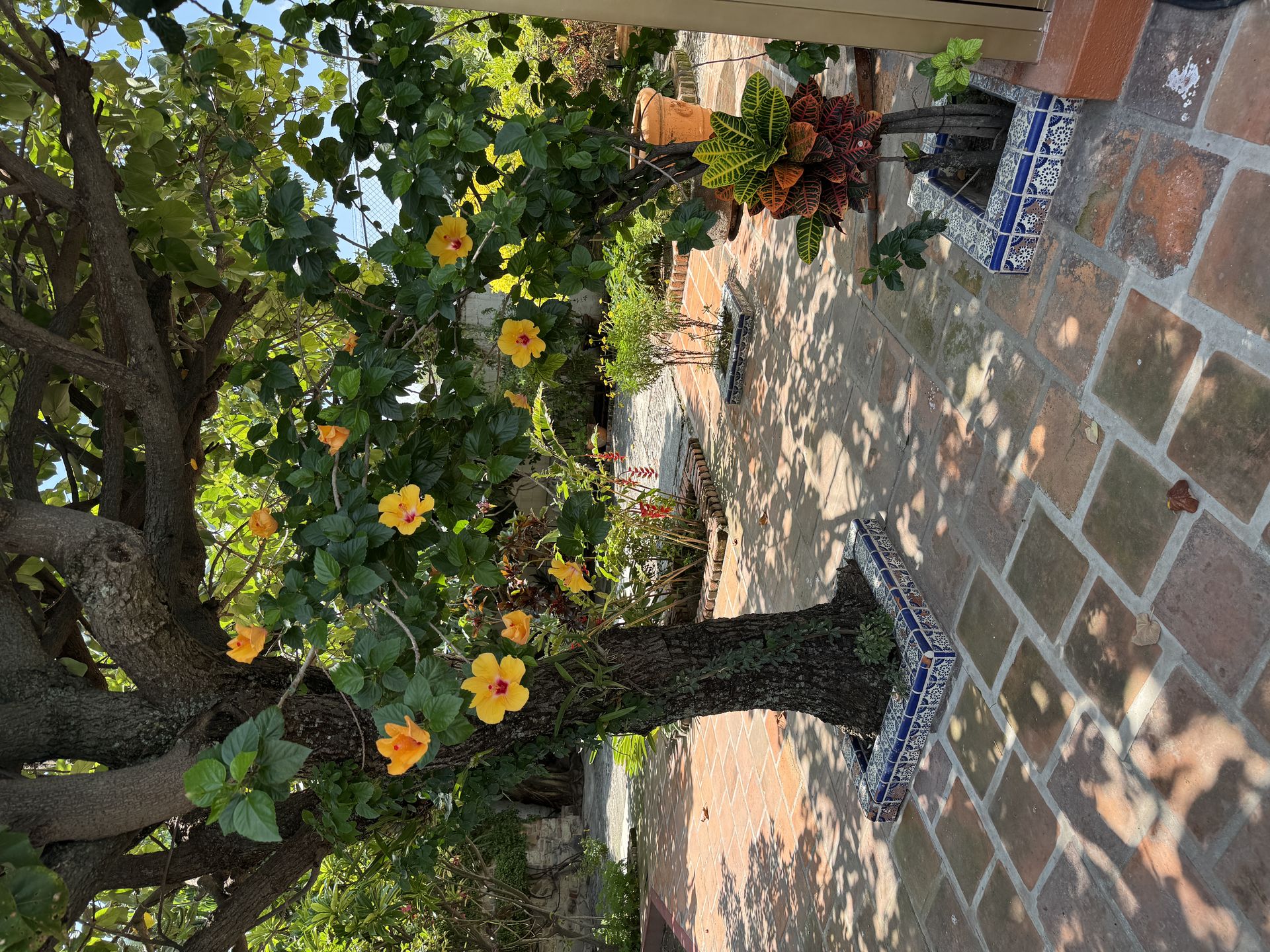 Patio with hibiscus and talavera planters